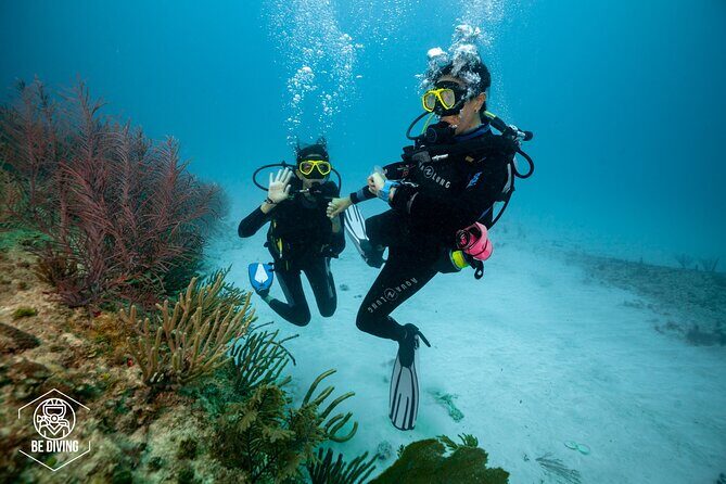 Basic Diver - Bautismo - Theory class and safety skills: the confidence comes before the ocean