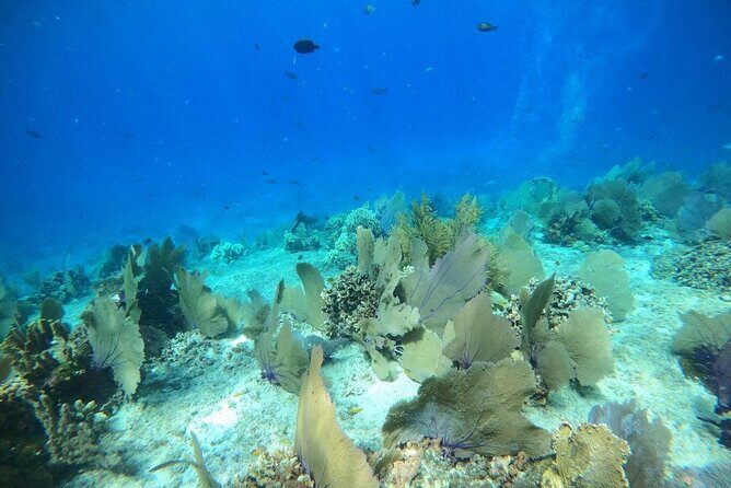 Bavarian Fiesta Snorkel Activity in Glass Bottom Boat at San Miguel de Cozumel - Your likely stops: shipwrecks, reef, El Cielo, and El Cielito