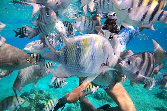 Bavarian Fiesta Snorkel Activity in Glass Bottom Boat at San Miguel de Cozumel - How the crew makes it feel like a real day out