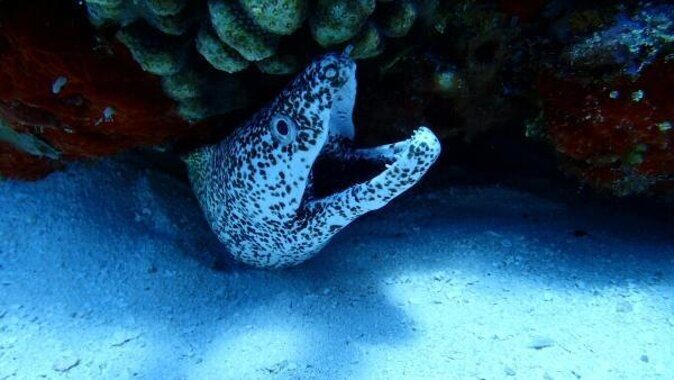 Best Cozumel Jet Ski Tour + Drinks + Snorkeling - Key Points You’ll Care About