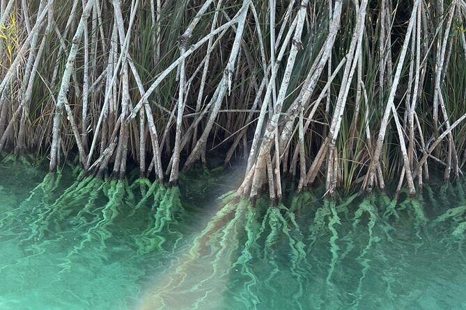 Beyond Bacalar: Pirate Route Exploration + River Float + Lunch - Mangroves, narrow channels, and the bird island reality check