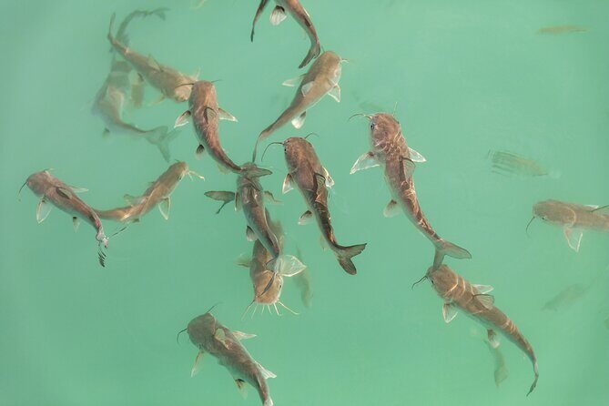 Beyond Bacalar: Pirate Route Exploration + River Float + Lunch - Lunch on board: fresh snacks and real Mexican ceviche