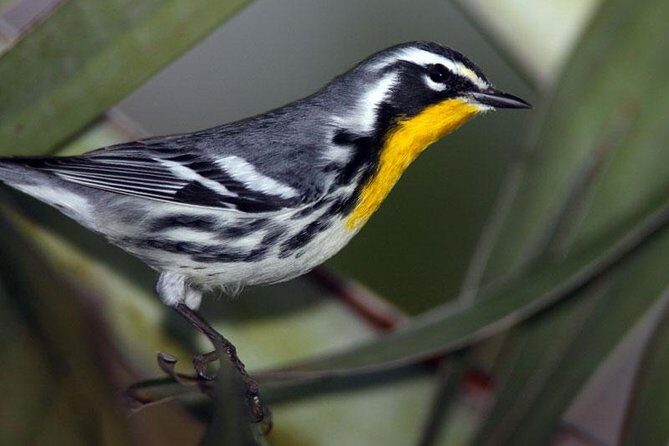 Bird watching ecofriendly tour from Cancun & Riviera Maya - Why this early-morning bird walk beats beach time