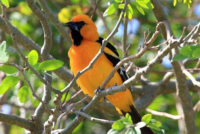 Bird watching ecofriendly tour from Cancun & Riviera Maya - Inside the jungle: how José turns sightings into real learning