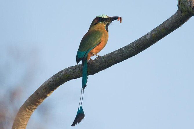 Bird watching ecofriendly tour from Cancun & Riviera Maya - Binoculars and the eBird bird list: how to remember the day