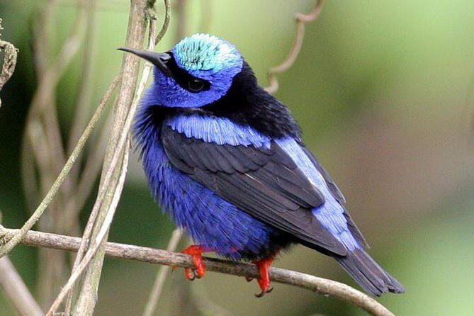 Bird watching ecofriendly tour from Cancun & Riviera Maya - Price and value: is $790 per person reasonable for this kind of birding?