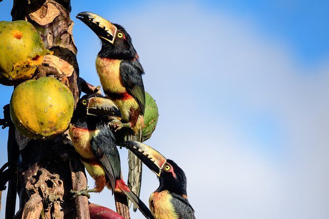 Bird Watching in Sian Ka´an Muyil - Logistics from Tulum: meeting point, transport fees, and how early is early
