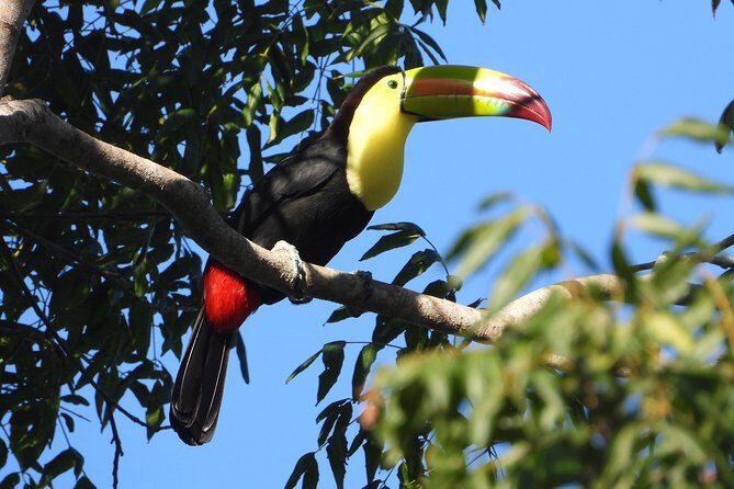 Birds of the Mayan World 1 - Cenotes + birds: why this Puerto Morelos route works