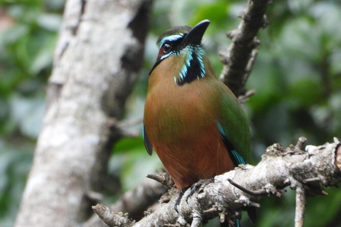 Birds of the Mayan World 1 - Guide time: Jose and Gil’s approach to spotting birds