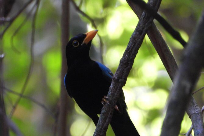 Birds of the Mayan World 1 - Getting there from the Cancun area without stress