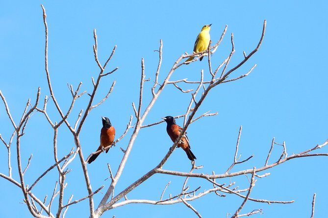 Birds of the Mayan World 1 - Low-impact tourism is more than a slogan here