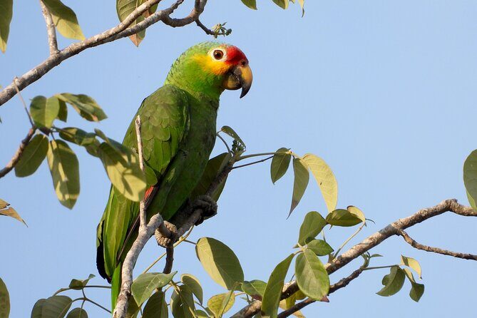 Birds of the Mayan World 1 - Value check: why this half-day can beat a bigger day