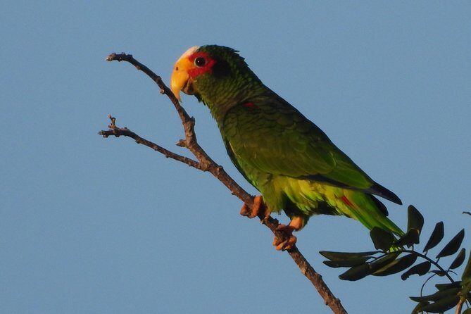 Birds of the Mayan World 1 - How the 4-hour outing is paced on the cenote trails