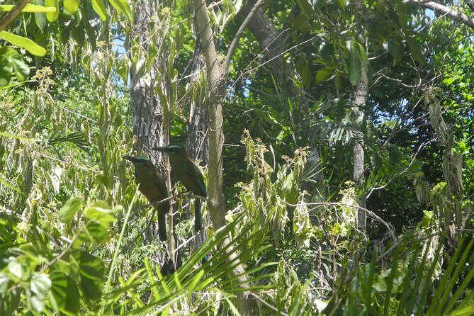 Birds of the Mayan World 2 / Route of the cenotes - Birds of the Mayan World 2 on the cenotes route: a bird walk with a brain