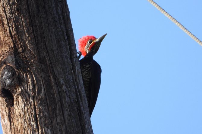 Birds of the Mayan World 2 / Route of the cenotes - Birding in thick brush: the guide technique that helps you see more
