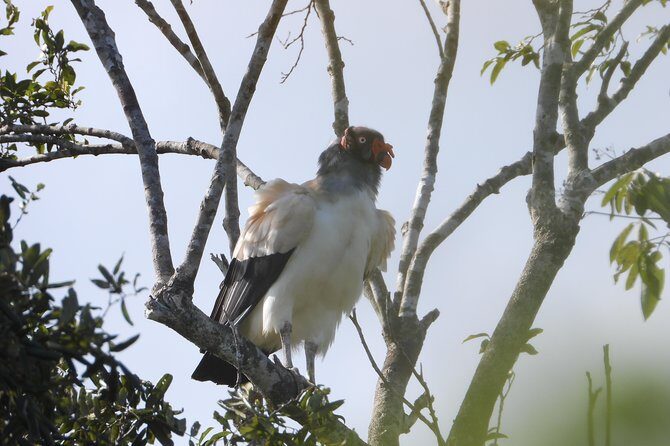 Birds of the Mayan World 2 / Route of the cenotes - José Gil Paz Gutiérrez: the guide style you’ll feel right away