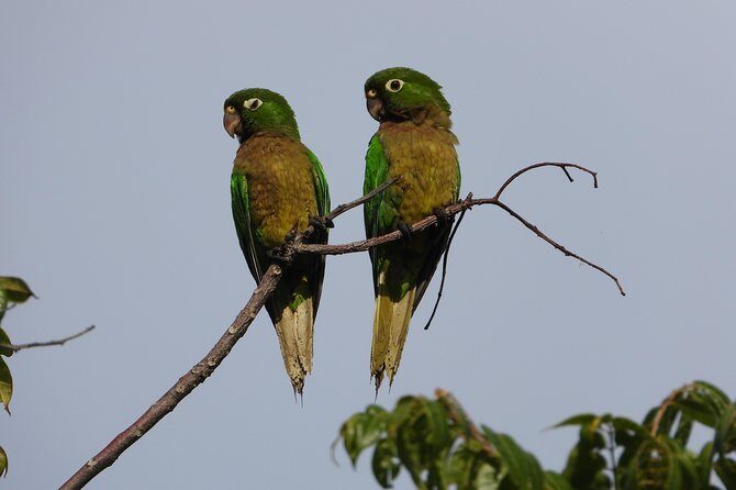 Birds of the Mayan World 2 / Route of the cenotes - Mayan plant stories paired with bird watching