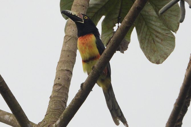 Birds of the Mayan World 2 / Route of the cenotes - Light food and a realistic pace during the 4 hours