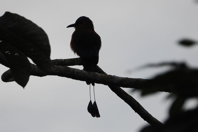 Birds of the Mayan World 2 / Route of the cenotes - Where you meet and how the tour starts in Puerto Morelos