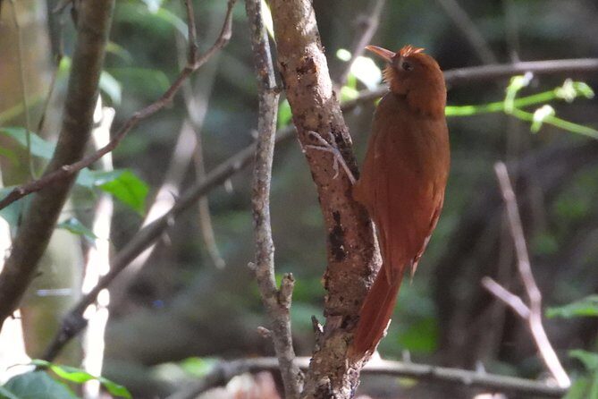 Birds of the Mayan World 3 - How low-impact bird watching changes your morning
