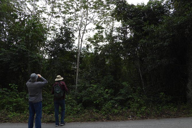 Birds of the Mayan World 3 - Your guide Jose: how species-finding becomes personal