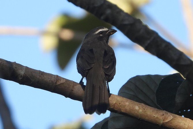Birds of the Mayan World 3 - Food and comfort: coffee, lunch, and what to expect