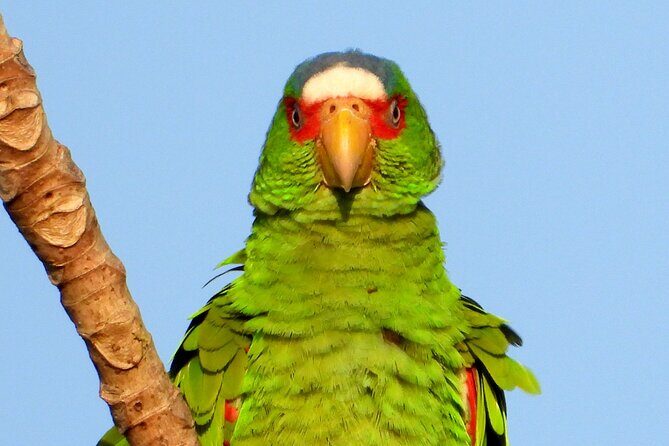 Birds of the Mayan World 3 - Timing, private tour style, and where to meet