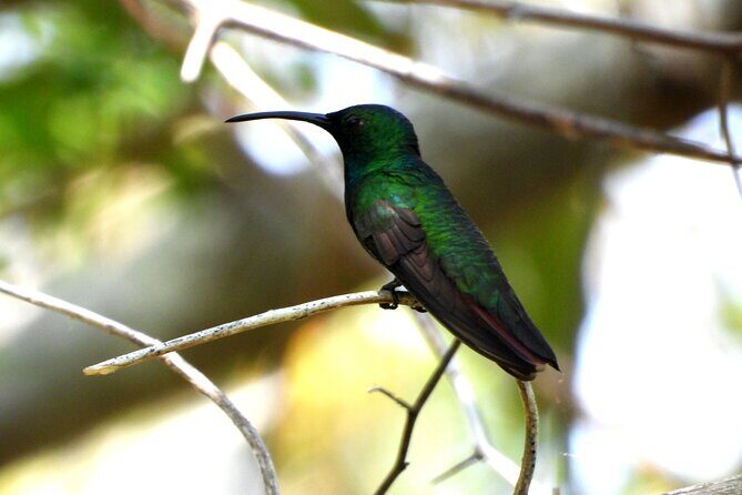 Birds of the Mayan World 3 - Weather: the one factor that can change everything