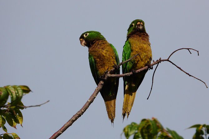 Birds of the Mayan World 3 - Stop 1: Tulum trails for bird sightings (and why it’s a smart start)
