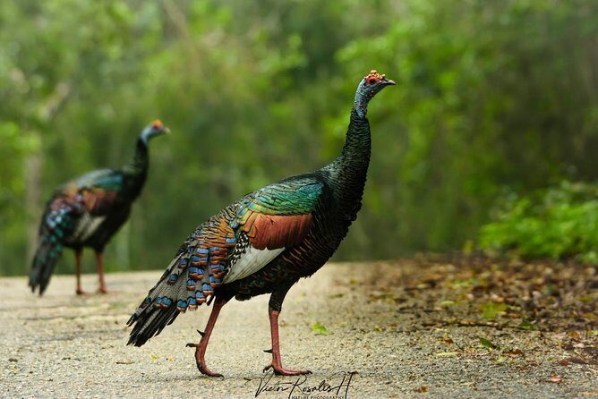 Birdwatching at The Mayan Cities with certified guide - Dzibanche–Kinichna: where archaeology meets bird habitat