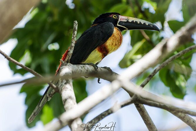 Birdwatching at The Mayan Cities with certified guide - Spotting birds with a certified guide: the real skill you’re buying
