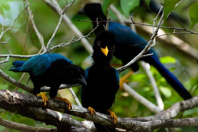 Birdwatching at The Mayan Cities with certified guide - Ruins and jungle: why the route feels more than one place