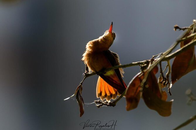Birdwatching at The Mayan Cities with certified guide - Admission included at Dzibanche: how that affects your value