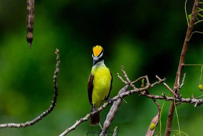Birdwatching at The Mayan Cities with certified guide - Hotel pickup and time planning: why logistics matter here