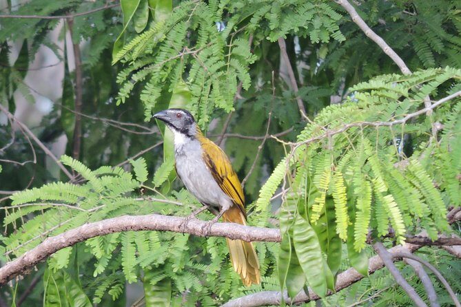 Birdwatching Cancun - La Ruta de los Cenotes: what you’ll do at the main birding area