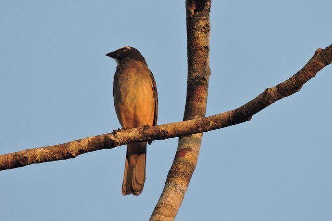Birdwatching Cancun - Species you can realistically spot and how to build your life list