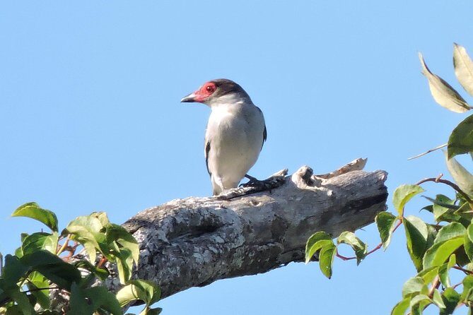 Birdwatching Cancun - Snacks, soda, and the small details that make mornings easier