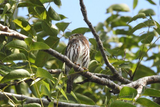 Birdwatching Cancun - Price and value: is $165 worth it for birdwatching Cancun?