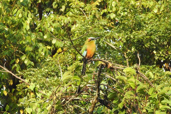 Birdwatching Cancun - Should you book Birdwatching Cancun?
