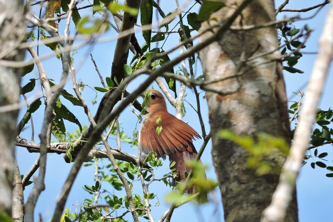 Birdwatching Cancun - What the 4-hour ride feels like: pickup, vehicle time, and pacing