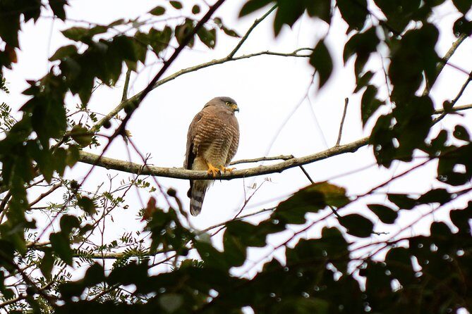 Birdwatching in Coba from Tulum - Shared Group Tour - Stop 3 at the Cobá archaeological site: two hours of ruins plus birds
