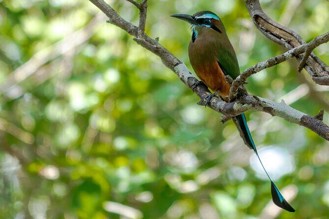 Birdwatching in Coba from Tulum - Shared Group Tour - Stop 4 back in Cobá: the brunch stop that closes the loop