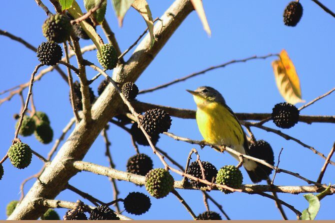 Birdwatching in Coba from Tulum - Shared Group Tour - What $149 pays for: value beyond the ticket price
