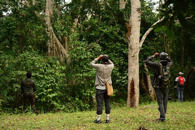 Birdwatching in Coba from Tulum - Shared Group Tour - The small-group rule: why max 10 matters for birding