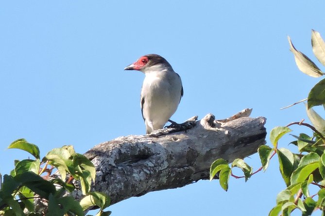 Birdwatching Playa del Carmen - Getting set up: how the guide helps you actually see birds