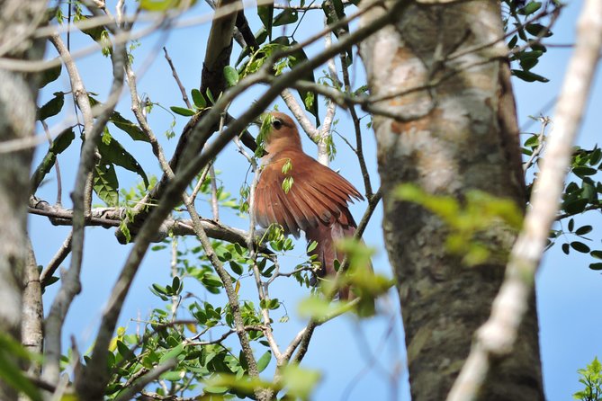 Birdwatching Playa del Carmen - What you’ll look for: endemic, migratory, and the birds that respond