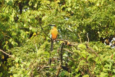 Birdwatching Playa del Carmen - Ruta de los Cenotes: the birding spot behind the big list of species