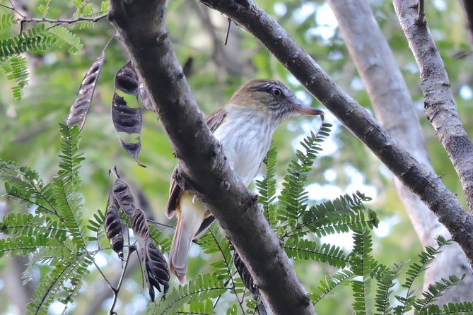 Birdwatching Playa del Carmen - The “field skills” portion: how birding becomes a hobby you can do