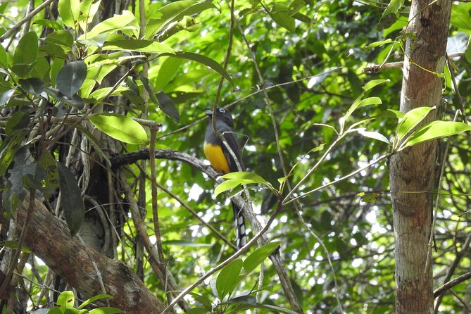 Birdwatching Playa del Carmen - Pace, comfort, and what to bring for a 6-hour morning