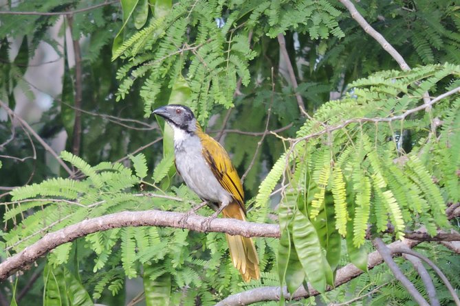 Birdwatching Playa del Carmen - Included vs. not included: where your money goes